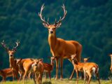 Red Deer Have Personality, and It Is Related to Their Dominance Behaviour