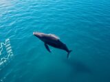 Whales Grab Bitcoin Dip as $2.37 Billion USDT Deposited to Exchanges on Friday